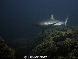 Grey reef shark at Ningaloo Reef, near Coral Bay by Olivier Notz 